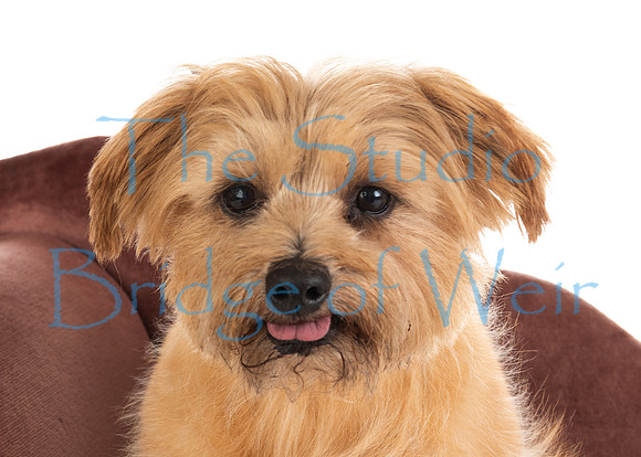 Tiggy-13
