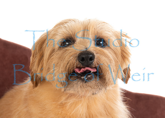 Tiggy-11