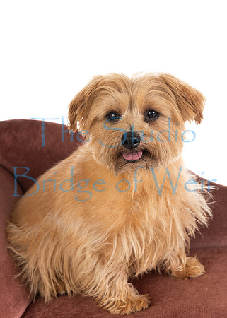 Tiggy-16