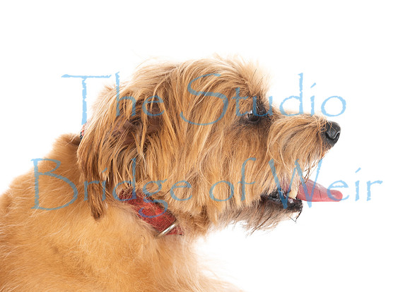 Tiggy-04